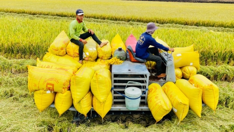 Việt Nam trúng 7/12 gói thầu xuất khẩu gạo vào thị trường Indonesia