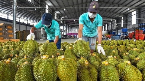 Cấp ‘giấy thông hành’ cho nhiều nông sản vươn tầm thế giới