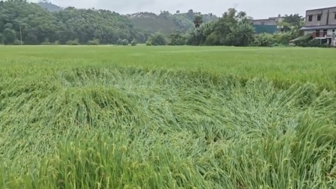 30.000ha lúa, ngô ở Yên Bái nguy cơ thiệt hại trong mưa bão