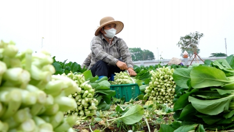 Vùng rau an toàn Văn Đức biến bất lợi thành lợi thế