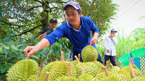 Kiểm tra thường xuyên, liên tục nhà vườn trồng sầu riêng