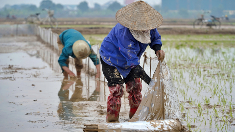 Chủ động lùi lịch thời vụ, quây ruộng bằng nilon bảo vệ lúa xuân