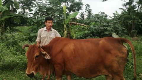 Dịch chuyển chăn nuôi để đảm bảo an toàn dịch bệnh: [Bài 1] Tiến thoái lưỡng nan