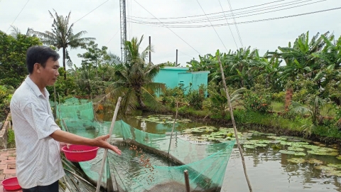 Nông dân U Minh vận dụng kinh nghiệm và tri thức nuôi cá đồng hiệu quả