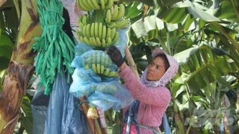 Cây chuối 'hút vốn' doanh nghiệp cao su