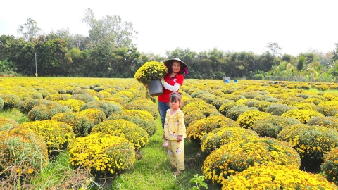 Làng hoa lớn nhất Tây Ninh thắng lớn vụ Tết