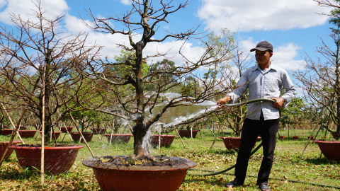 Mai vàng Bonsai Bình Phước rực rỡ đón xuân