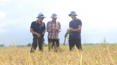 Tây Ninh bàn giải pháp phát triển bền vững ngành hàng lúa gạo