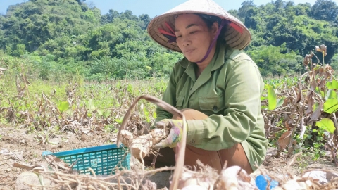 Mùa 'ngọt' với người trồng dong riềng Bắc Kạn