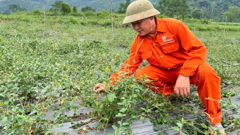 Cây cà gai leo - 'vàng xanh' vùng đất cằn