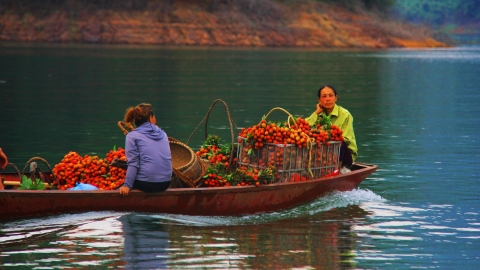 Vải thiều Cấm Sơn lênh đênh đi thuyền ra chợ