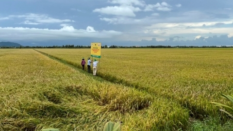 Giải pháp sạ cụm - bón vùi phân: 'Cặp đôi hoàn hảo' trong canh tác lúa