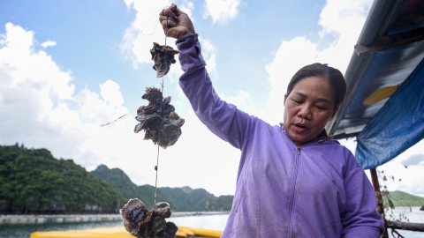 6 khó khăn của ngành nuôi biển Việt Nam