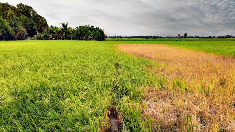 Công nghệ mới giải tỏa nỗi lo rầy nâu