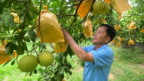 Bưởi đỏ Tân Lạc chinh phục thế giới nhờ an toàn sinh học