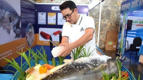 Cá ngừ đại dương, điểm nhấn của Lễ hội Tinh hoa đất biển Bình Định 2024