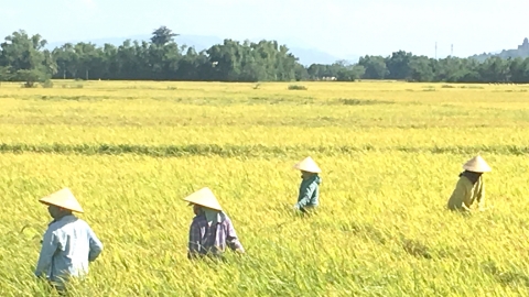 Làm nông 'trọn gói' với hợp tác xã: Nông dân giỏi... ngang chuyên gia, việc đồng áng nhàn tênh