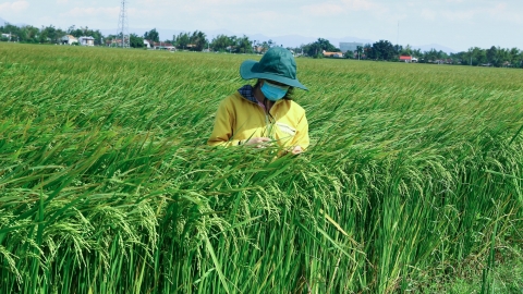 Nông dân hưởng lợi từ liên kết sản xuất lúa giống