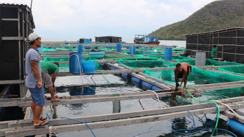 Đảm bảo an toàn cho ngư dân mùa mưa bão: [Bài 4] Bài học xương máu ở 'vựa' nuôi tôm hùm