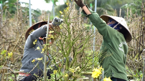 Các làng mai cảnh rộn ràng vào mùa lặt lá