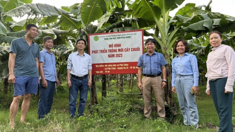 Chuối Hà Nội, từ thất vọng với bệnh Panama đến niềm tin vào sản xuất sạch