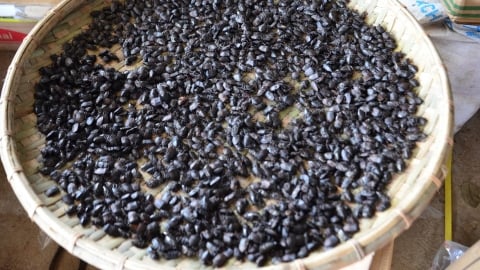 Thương lái Trung Quốc thu mua bọ xít đen với giá 3-4 triệu đồng/kg