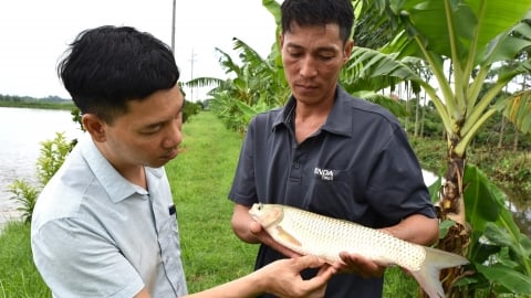 Trăn trở chuyện con cá luồn ruộng lúa