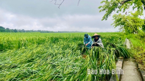 Hòa Bình có 7.300ha cây trồng bị thiệt hại do bão số 3