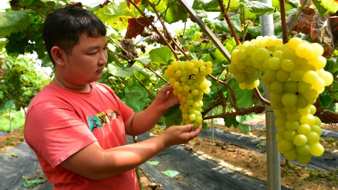 Người đầu tiên ở Thạch Thất trồng nho sữa, làm du lịch