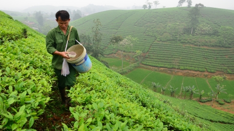 Phân bón Lâm Thao - giải pháp nông nghiệp xanh cho cây chè