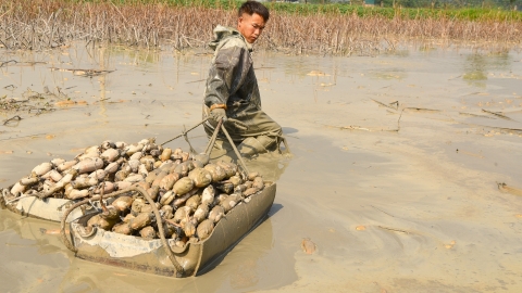 Hà Nội mùa sen lấy củ