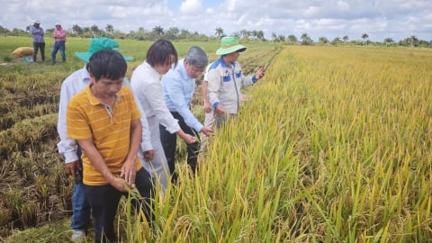 Hợp tác doanh nghiệp-doanh nghiệp Việt Nam-Cuba, con đường giúp bạn tự chủ lương thực