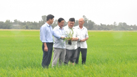 Hậu Giang phát triển 28.000ha chuyên canh lúa chất lượng cao, phát thải thấp