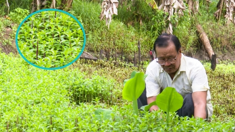 Trồng rau om tía trong vườn cây ăn trái mỗi năm lãi hàng chục triệu đồng