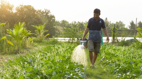 Trồng rau màu trên bờ bao vuông tôm cho hiệu quả cao