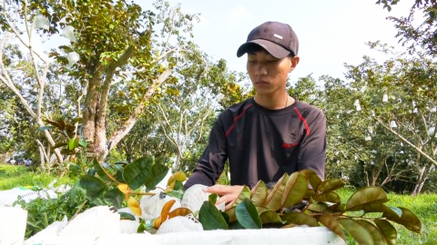 Thu hoạch hàng trăm tấn vú sữa cung ứng thị trường Tết