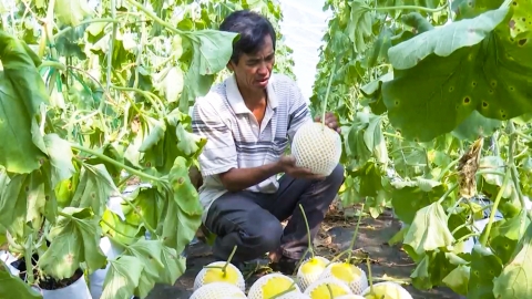 Hơn 10 tấn dưa lưới vàng phục vụ tết Nguyên đán