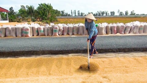 Kiếm hàng chục triệu đồng mỗi tháng từ cho thuê 1.000 m2 sân phơi lúa