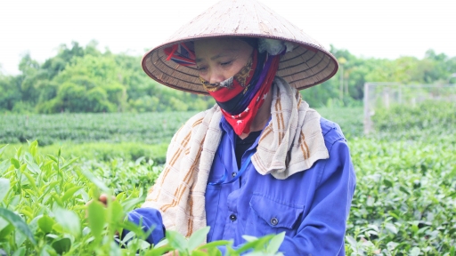 Những giống chè mới: Liều 'thuốc tăng lực' cho ngành chè Thái Nguyên