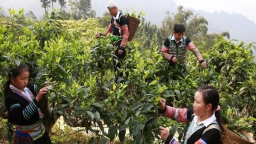 Bảo vệ nghiêm ngặt chè Shan tuyết cổ thụ