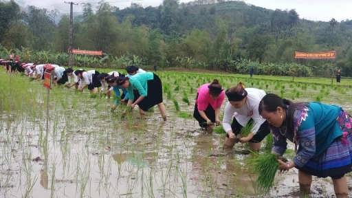 Rộn ràng hội thi cấy lúa theo phương pháp SRI