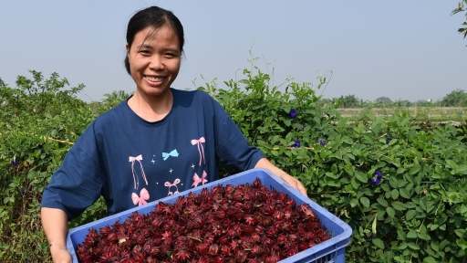 Làm nông nghiệp ở Việt Nam khó có thể lười được