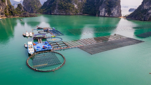 The future of sustainable marine aquaculture in Vietnam and Norway