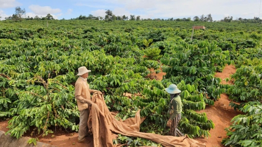 80% of Gia Lai's export value comes from coffee