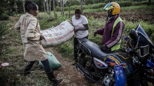 FAO adds to data coverage of employment in agrifood systems