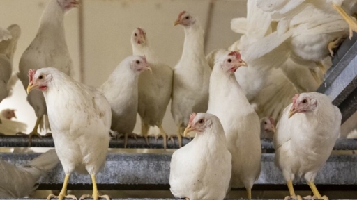 UK politicians hosted at egg farms to showcase poultry sector