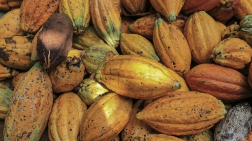 Cocoa caps 2024 as biggest commodity winner. It’s not over yet