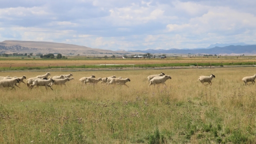 Farmers are using wool to save water in the drought-ridden West