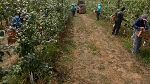 ‘The labor shortage will only get worse:’ Trump deportation plans could hit Pa. agriculture hard