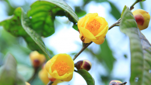Dược liệu Quảng Ninh vươn tầm quốc gia